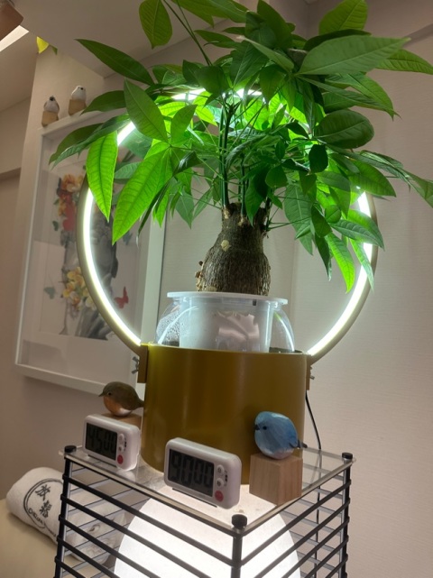 真係估唔到系旺角地段俾我搵到一家咁精致嘅揼骨店,地方唔算大,但入到來放鬆啲氣氛撲面而來,音樂,裝飾都好有feel,冷氣亦好足夠,感覺到老闆好用心,幫我做拔罐療程嘅師傅手勢非常好,會再回頭幫襯