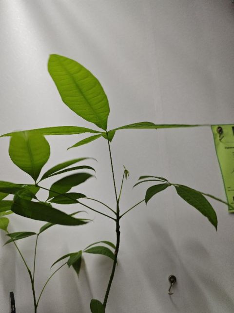 男朋友皮膚多油，但害怕去美容院做Facial和被推銷，所以她讓他嘗試了毛孔吸塵機，效果讓他很滿意，並且沒有硬性推銷，他還預約了下次時間。
