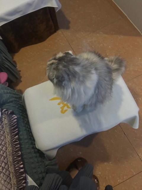 店裡貓貓好可愛 超級乖 男師傅力度太大了有點痛🤣
