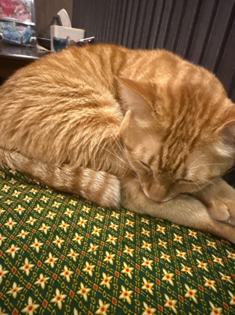 第一次黎按摩 環境乾淨舒服 仲有小貓店長
Judy 師傅好細心咁幫我按每一個位 仲會幫我按多啲攰既位置 ， 識講廣東話 ，溝通冇問題。按完仲有番薯糖水食。 絕對會encore。
