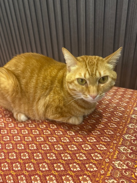 泰国的小姐姐按摩得特别好,手法正宗,按完全身都很舒服。