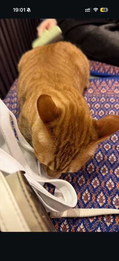 按摩師傅好好夠力，又可以幫你鬆筋鬆肌肉，趕時間得一個鐘完全唔夠按，極力推薦起碼要按兩個鐘或以上！
按摩完之後師傅仲拎左碗番薯糖水俾我，鬆到筋又暖到胃！
極力極力推薦！！！