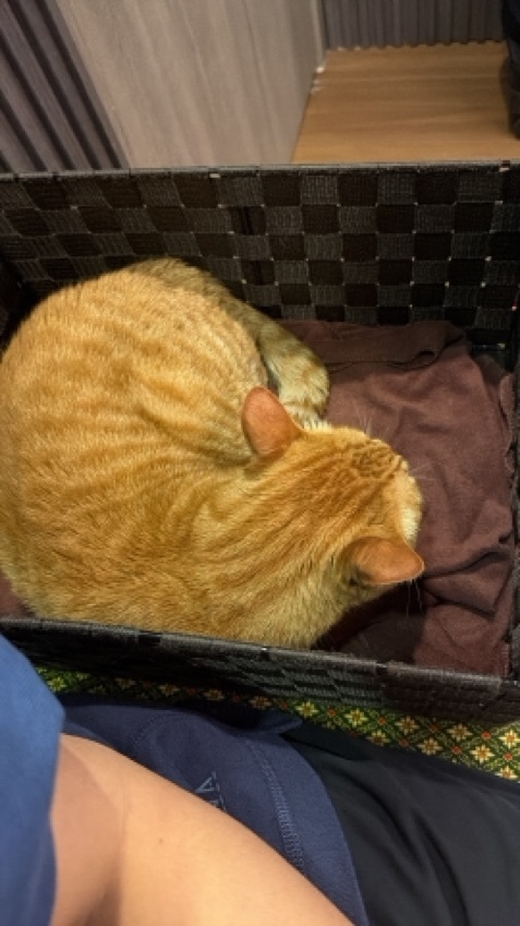 男技師很有實力，力度足夠👍🏻
按每一個位置都好仔細！
環境不錯，貓貓不怕人 很可愛🐱
最後還有芒果糯米飯，10分足料，非常好食😍
會帶朋友來光顧，下次見😆😆