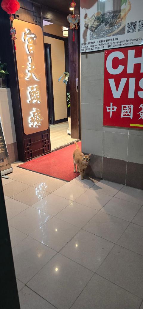 服務好,師傅手勢都好好!仲有可愛嘅貓店長🤍 非常好嘅體驗!