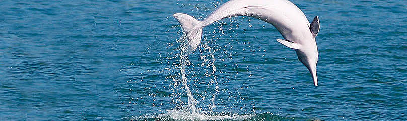 Dolphin & Stilts Houses Boat Trip