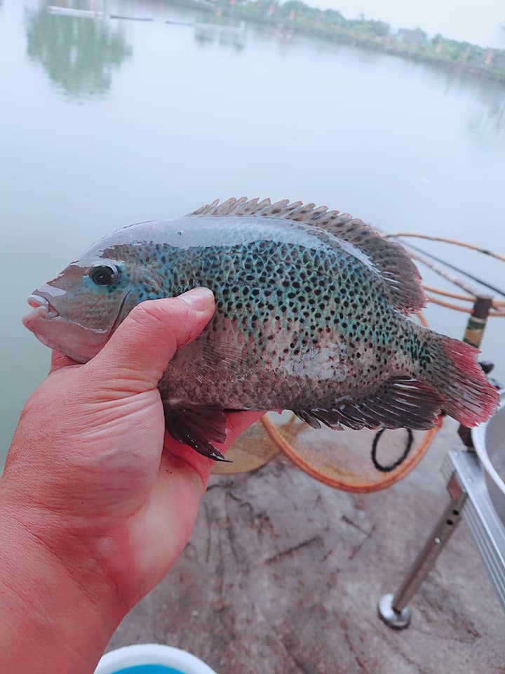 樂逍遙淡水釣魚場