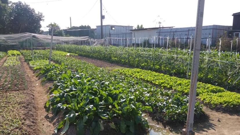 Tos Farm