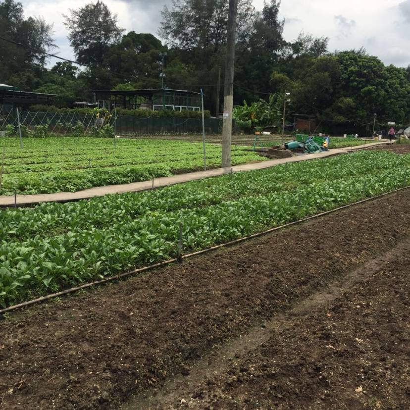 Tin Kwong Po Organic Strawberry Farm