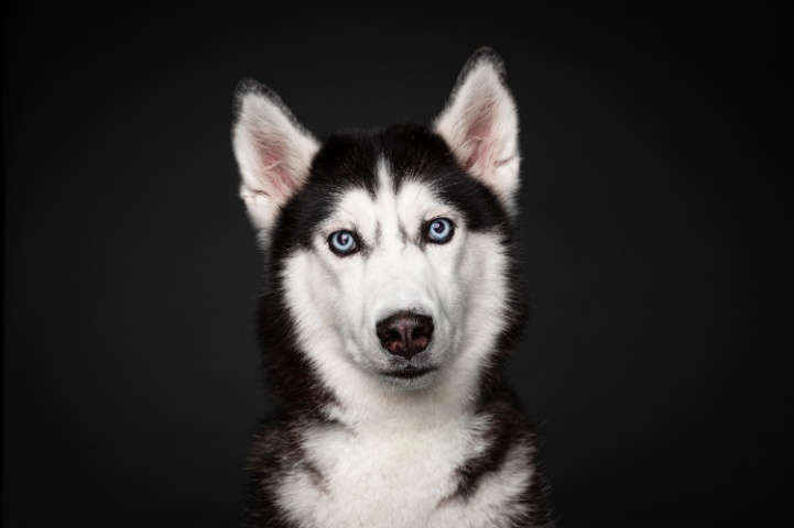Pet photograhy