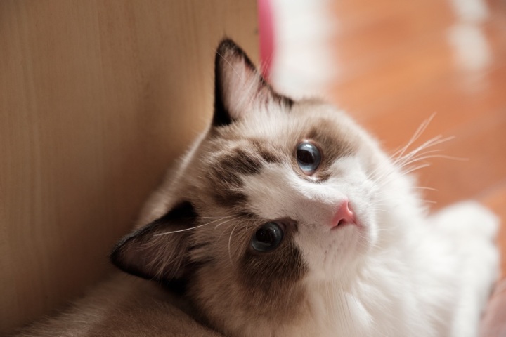 Pet photography