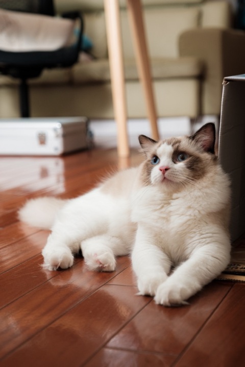Pet photography