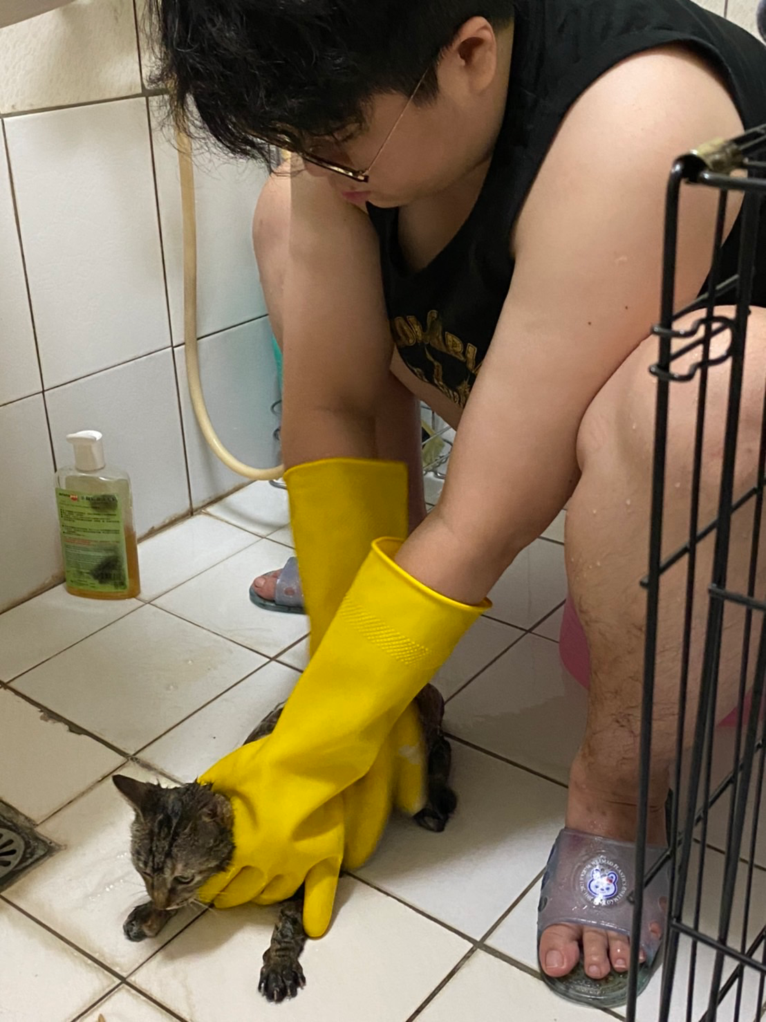 幫貓咪洗澡