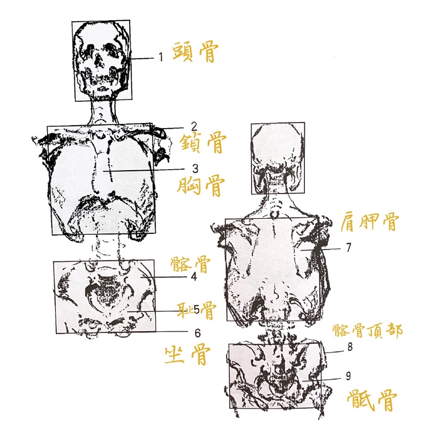 骨骼學習