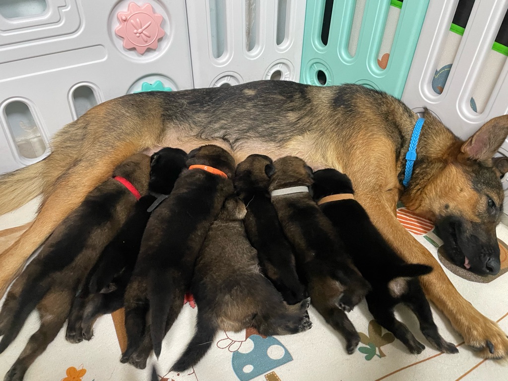 Taking care of new born puppies & their mom