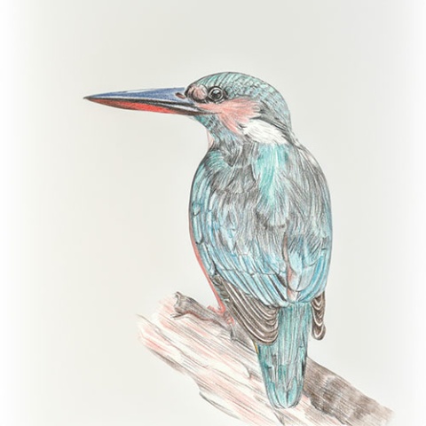 色鉛筆/ Colored Pencil