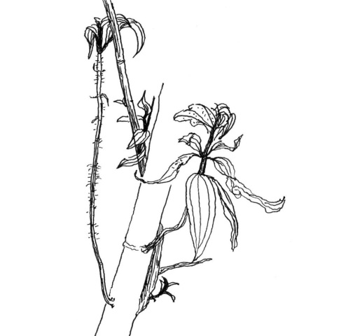 林Sir植物寫生作品。