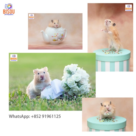 寵物攝影服務   Pets photography service

