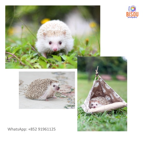 寵物攝影服務   Pets photography service

