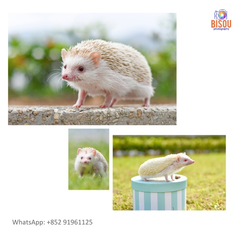 寵物攝影服務   Pets photography service

