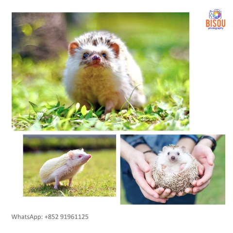 寵物攝影服務   Pets photography service

