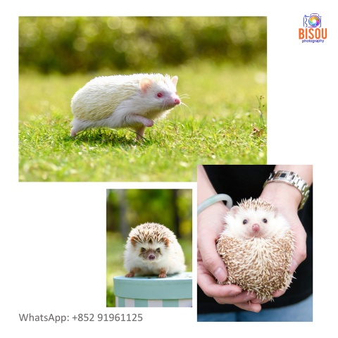 寵物攝影服務   Pets photography service

