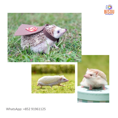 寵物攝影服務   Pets photography service

