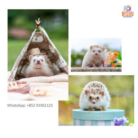 寵物攝影服務   Pets photography service

