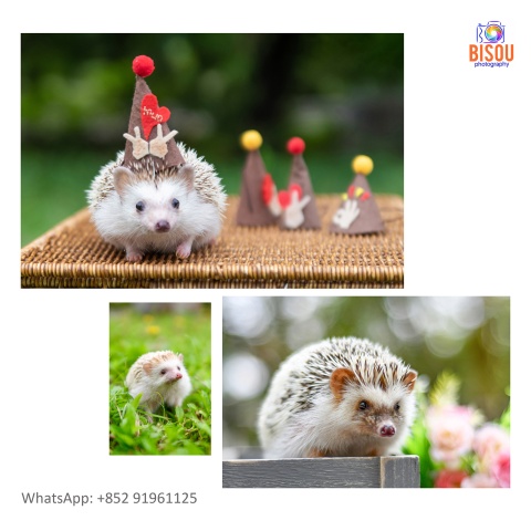 寵物攝影服務   Pets photography service

