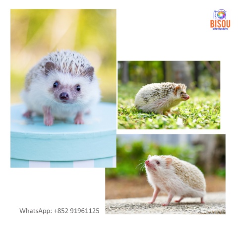 寵物攝影服務   Pets photography service

