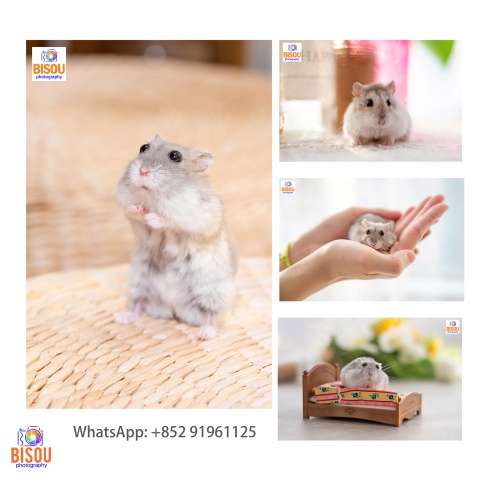 寵物攝影服務   Pets photography service

