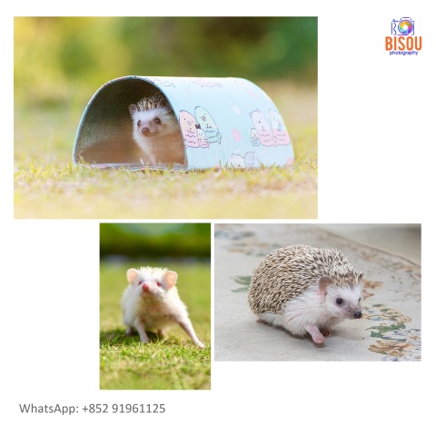 寵物攝影服務   Pets photography service

