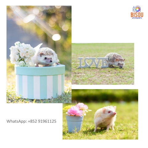 寵物攝影服務   Pets photography service

