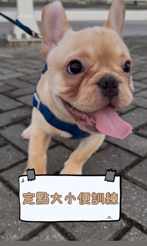3個月 法虎 定點大小便訓練
