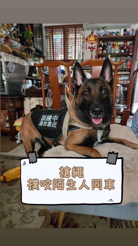 4歲 馬蓮萊 搶繩 撲咬陌生人 追車