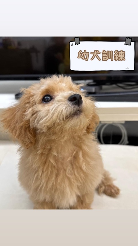 2.5個月 貴婦 幼犬訓練