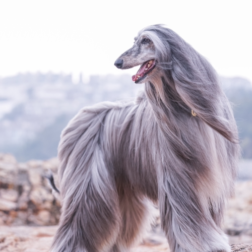 Afghanhound Moses
