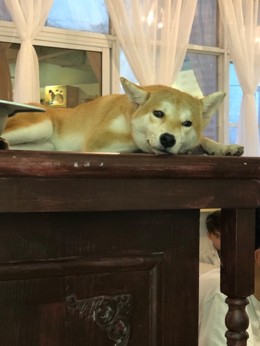 博優語言中心