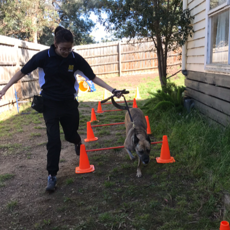 Australia Certified Dog Trainer丨Zeke Kwong